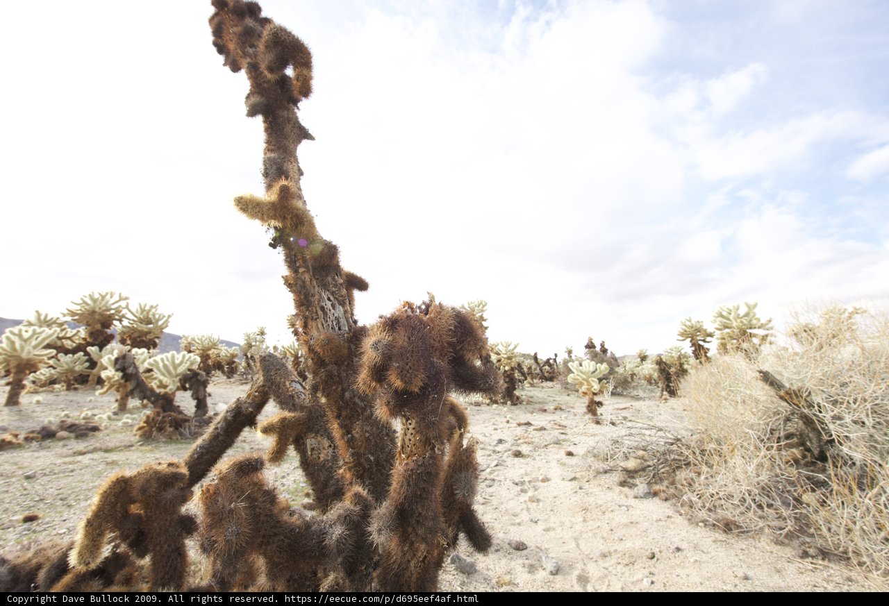 Majestic Tree in Joshua Tree National Park