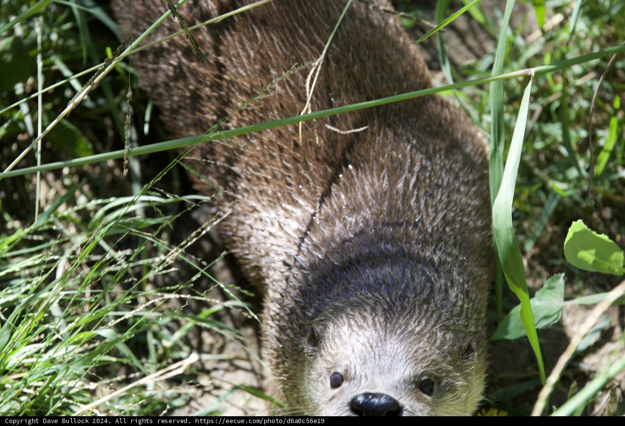 Curious Otter in the Grass