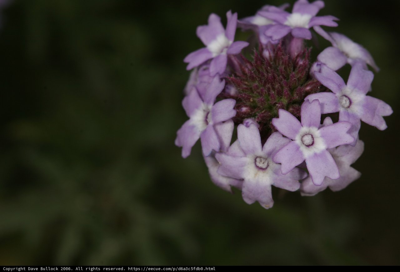 Purple Geranium Petals