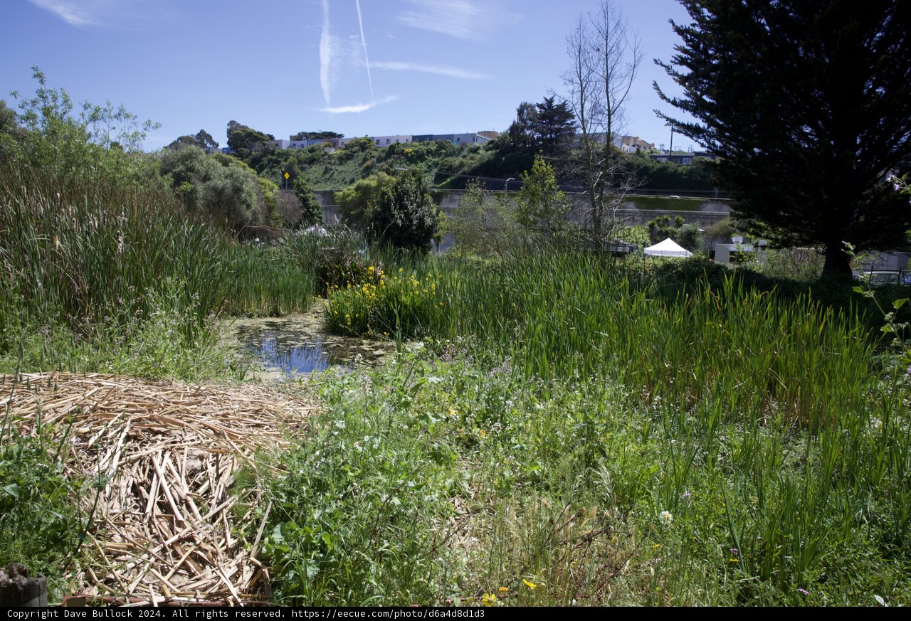 Verdant Tranquility: Celebrating Earth Day at Alemany Farm