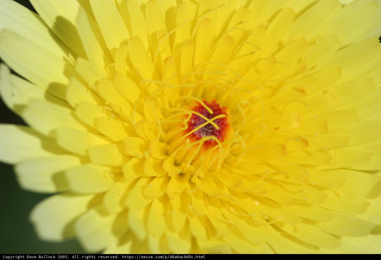Radiant Yellow Chrysanthemum