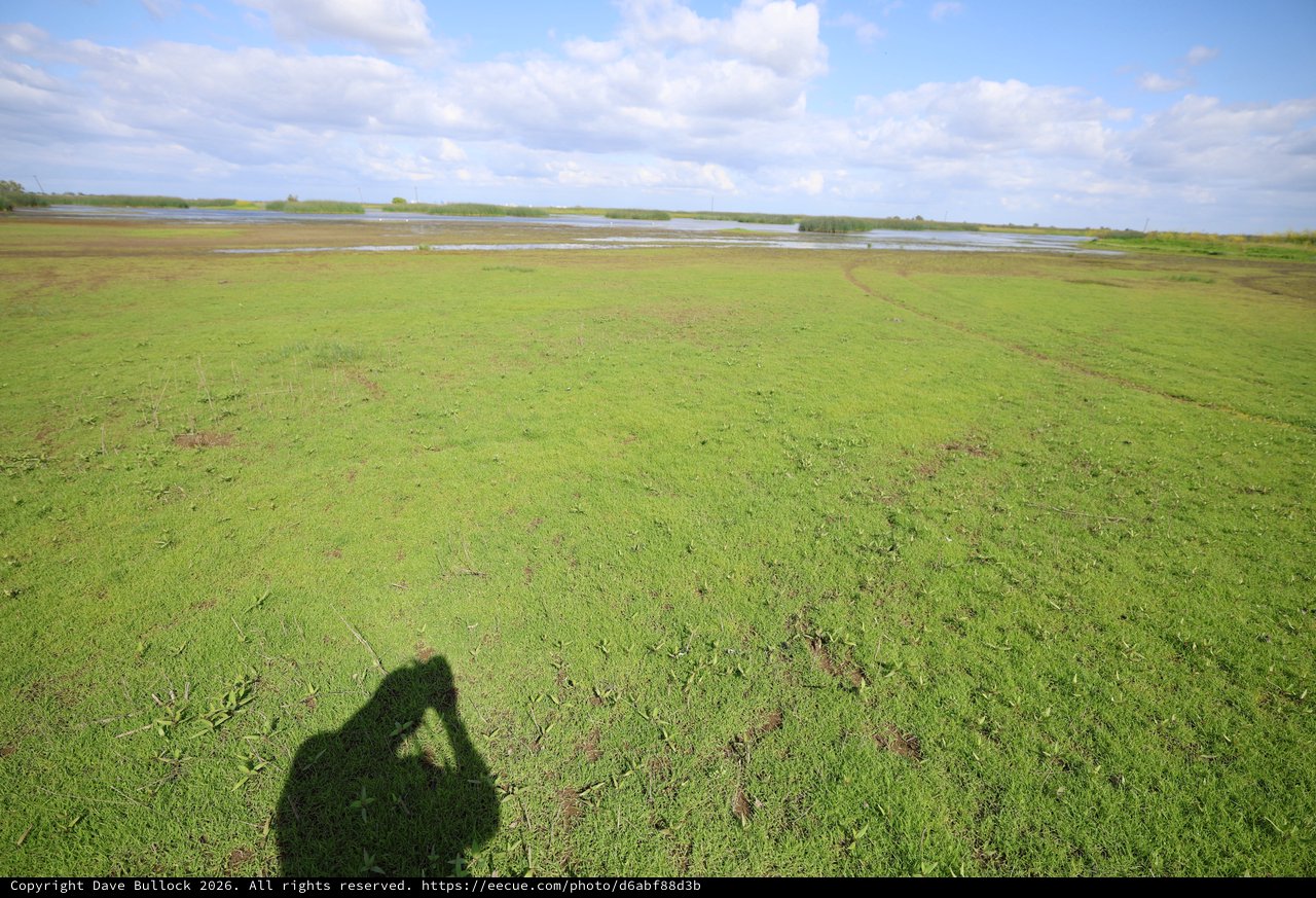 Photographer's Shadow Over Wetland Grassland at Golden Hour