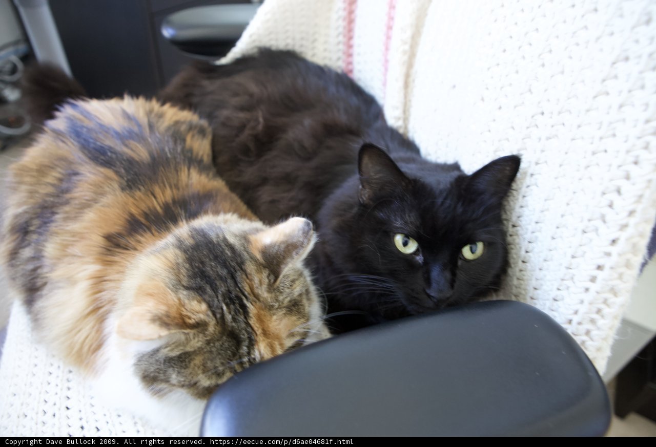 Double the Feline Fun