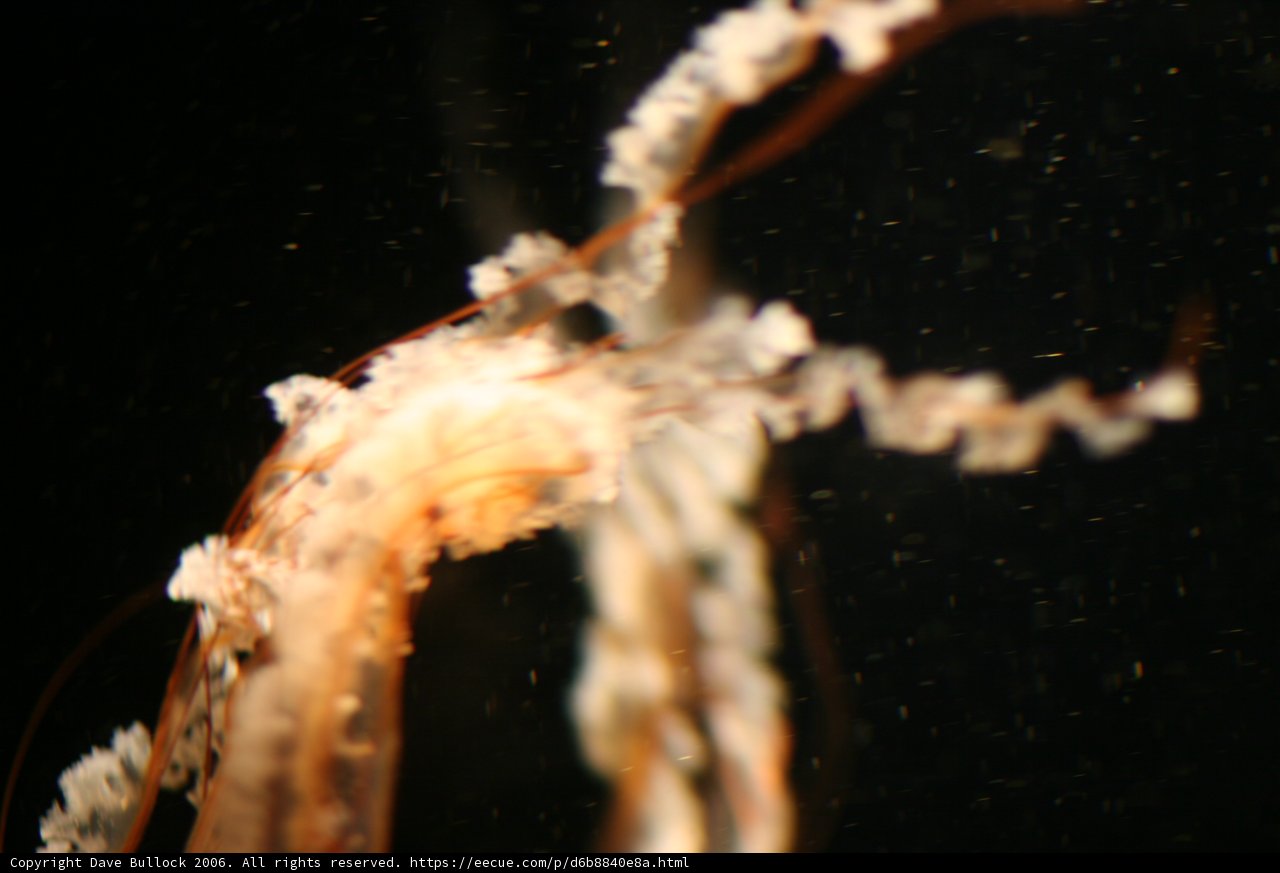 Graceful Jellyfish Underwater