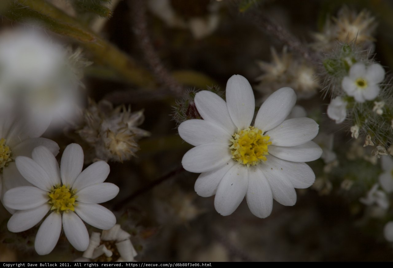 White Daisies with Yellow Centers
