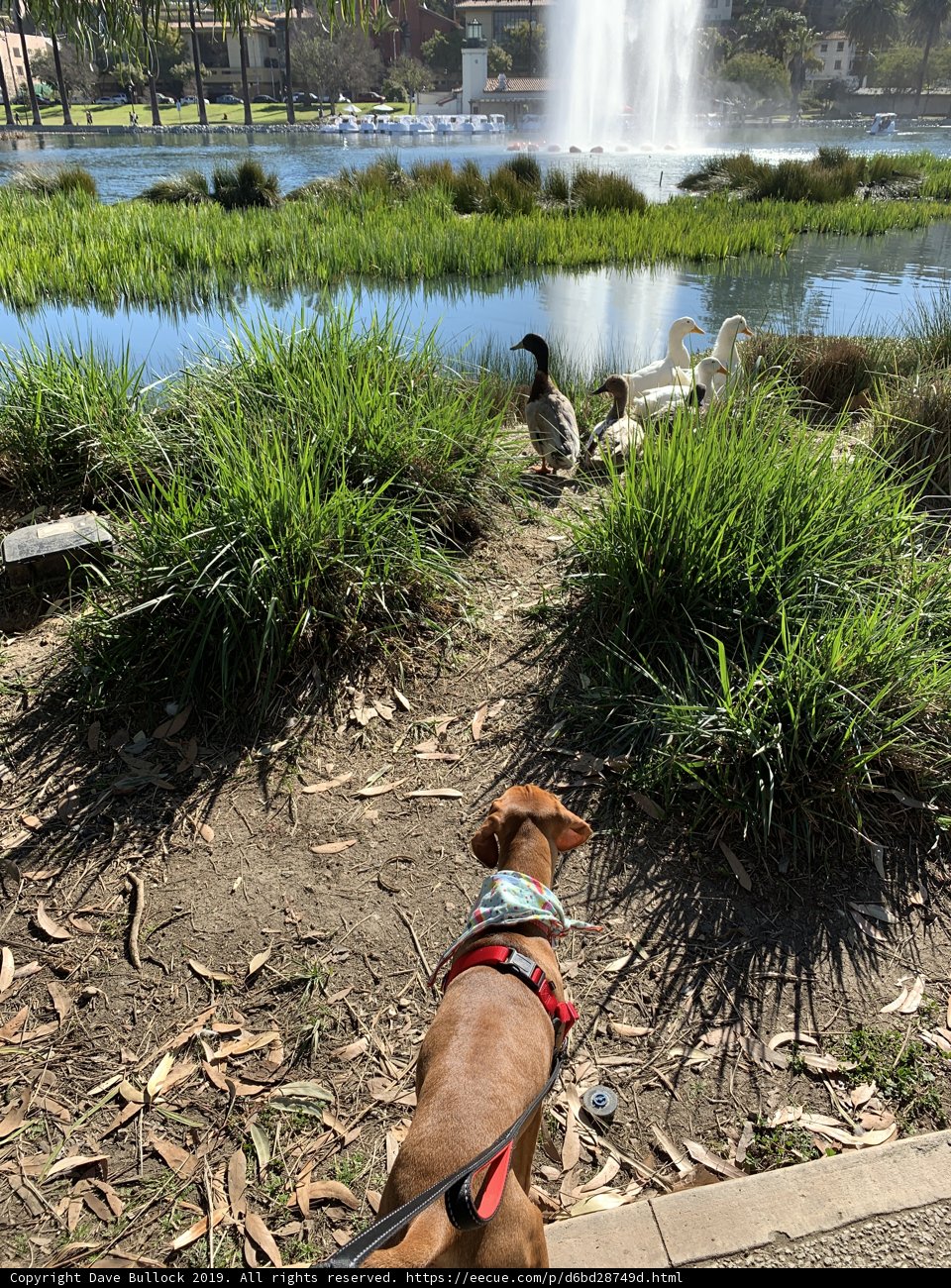 Canine Relaxing by the Pond
