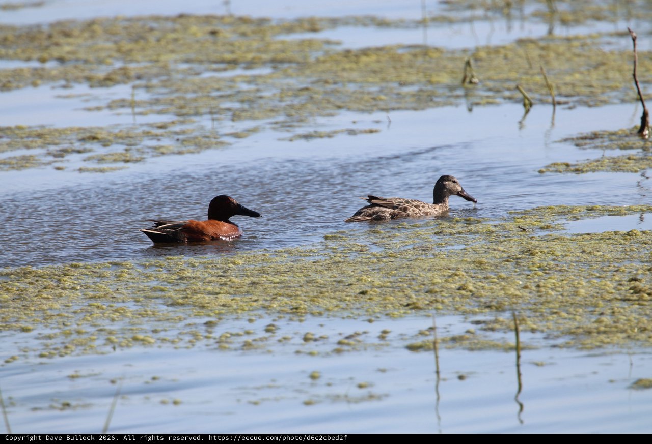 Male and Female Cinnamon Teal Pair in Wetland