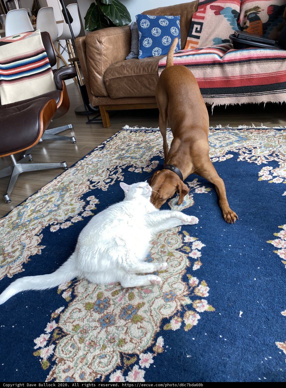 Playtime on the Living Room Rug