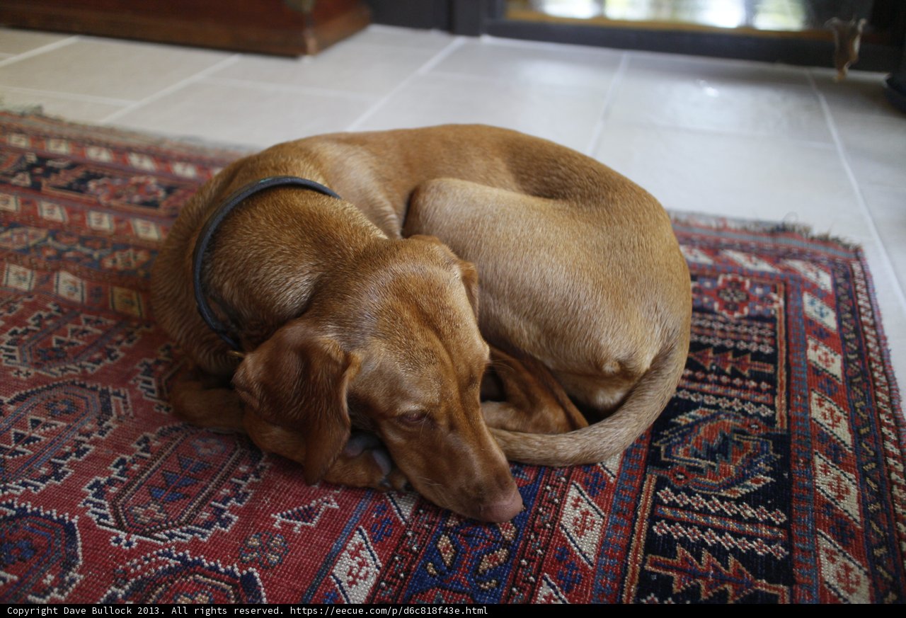 Cozy Canine on Hardwood Flooring