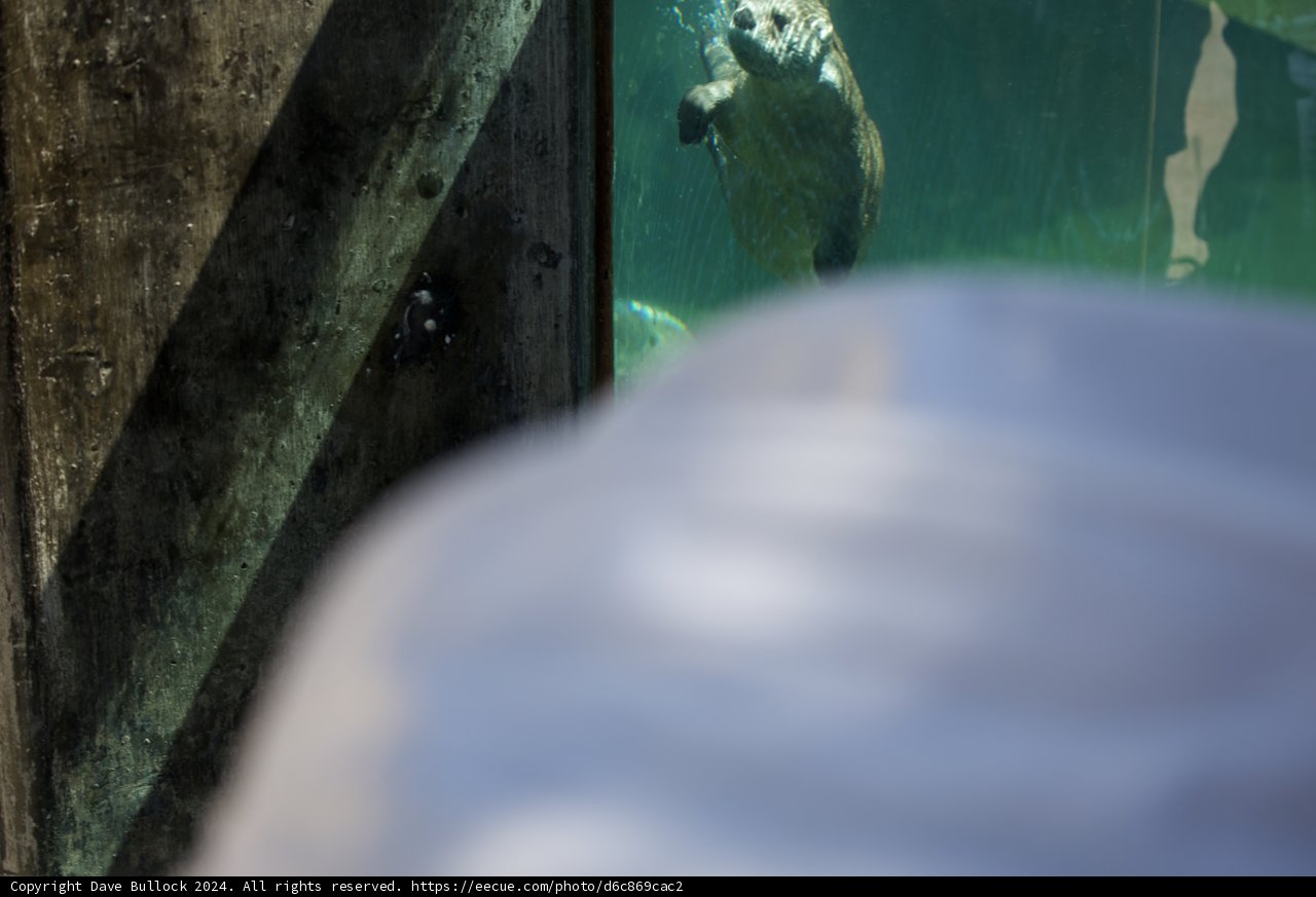 Curious Encounters Underwater