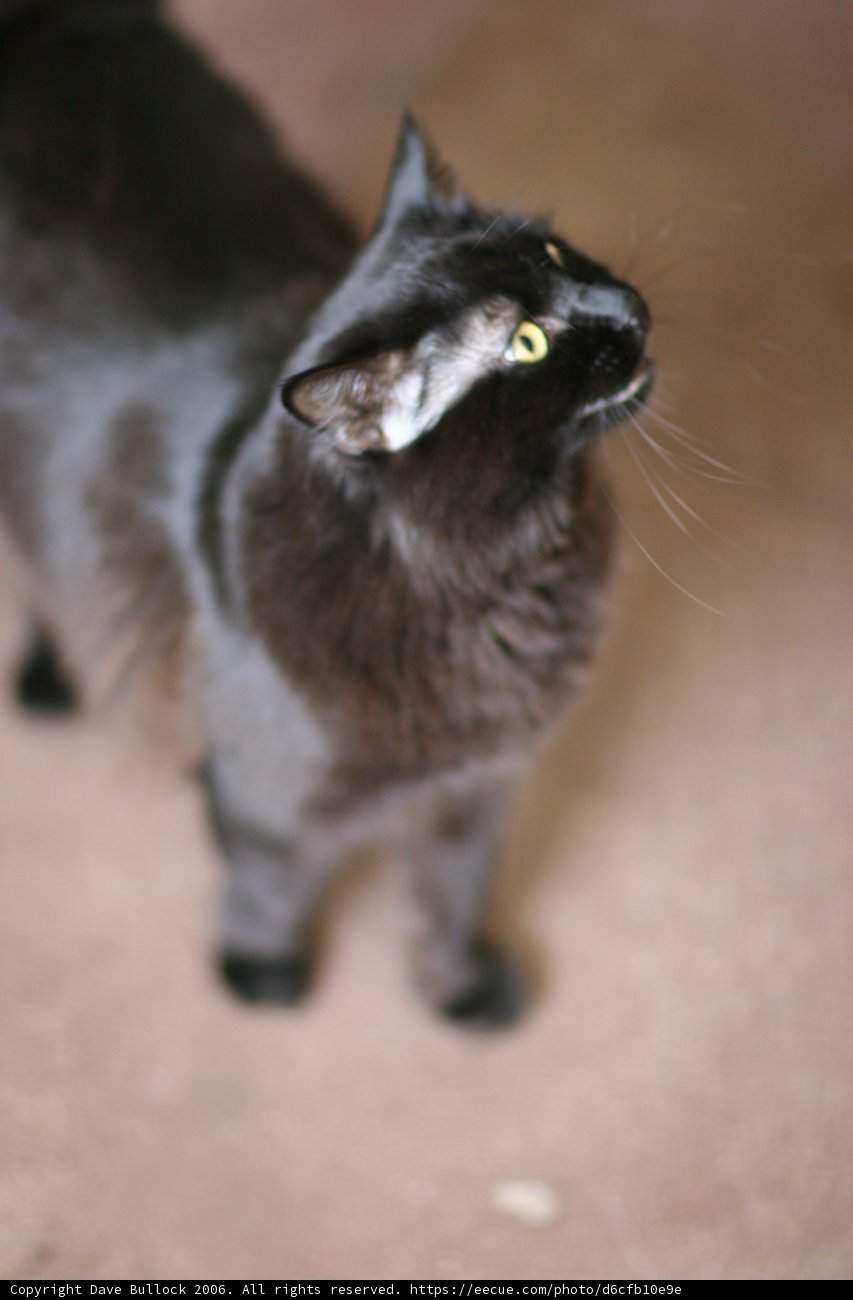 Inquisitive Black Cat