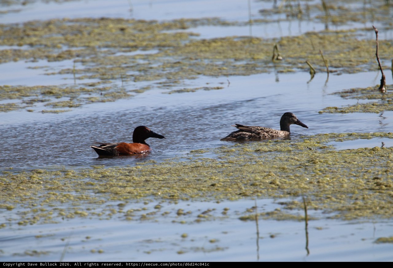 Pair of Ducks Resting in Wetland Shallows
