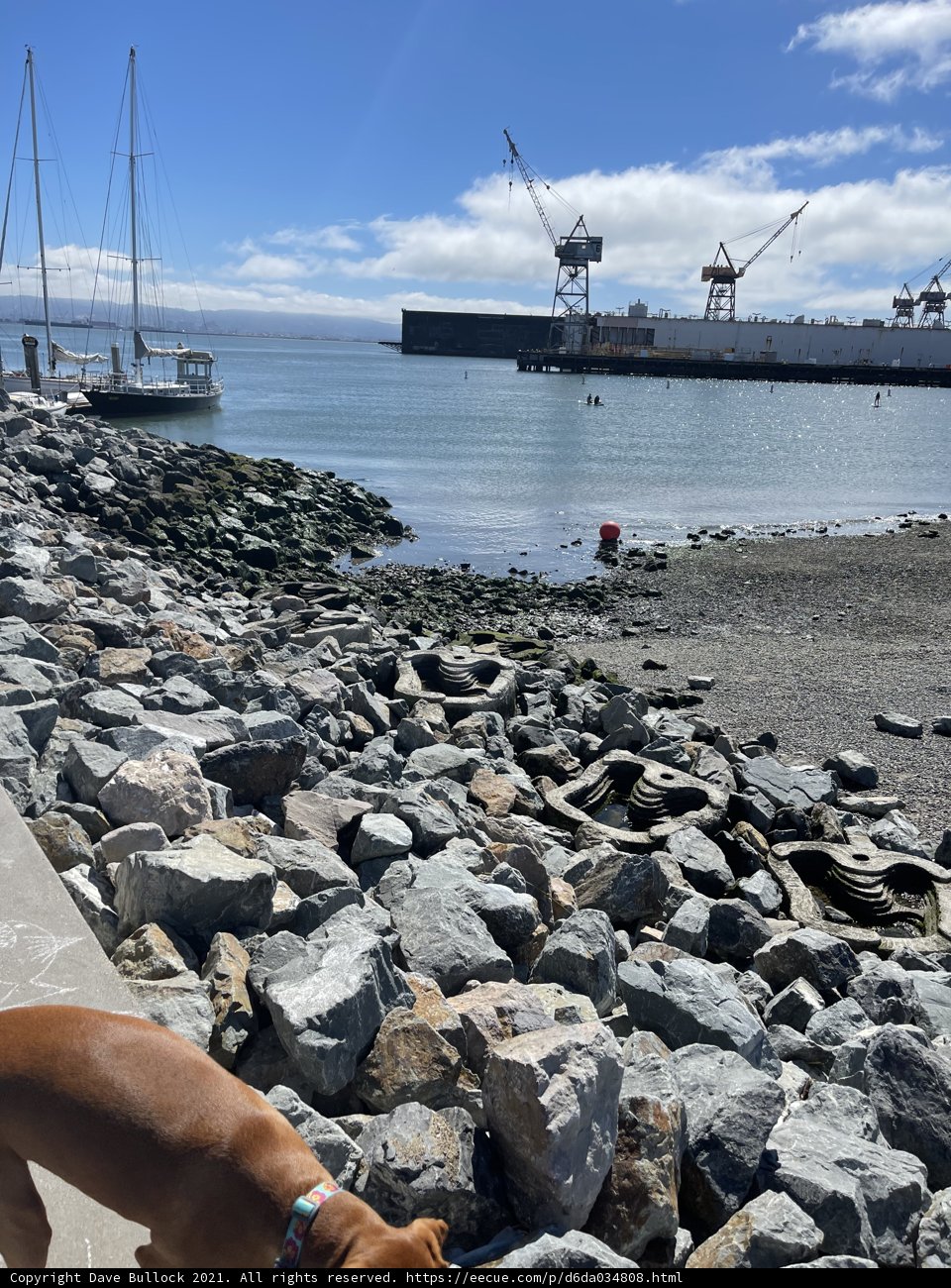Rocky Shoreline Dog