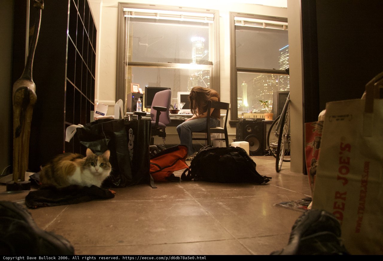 Cozy afternoon with a feline companion
