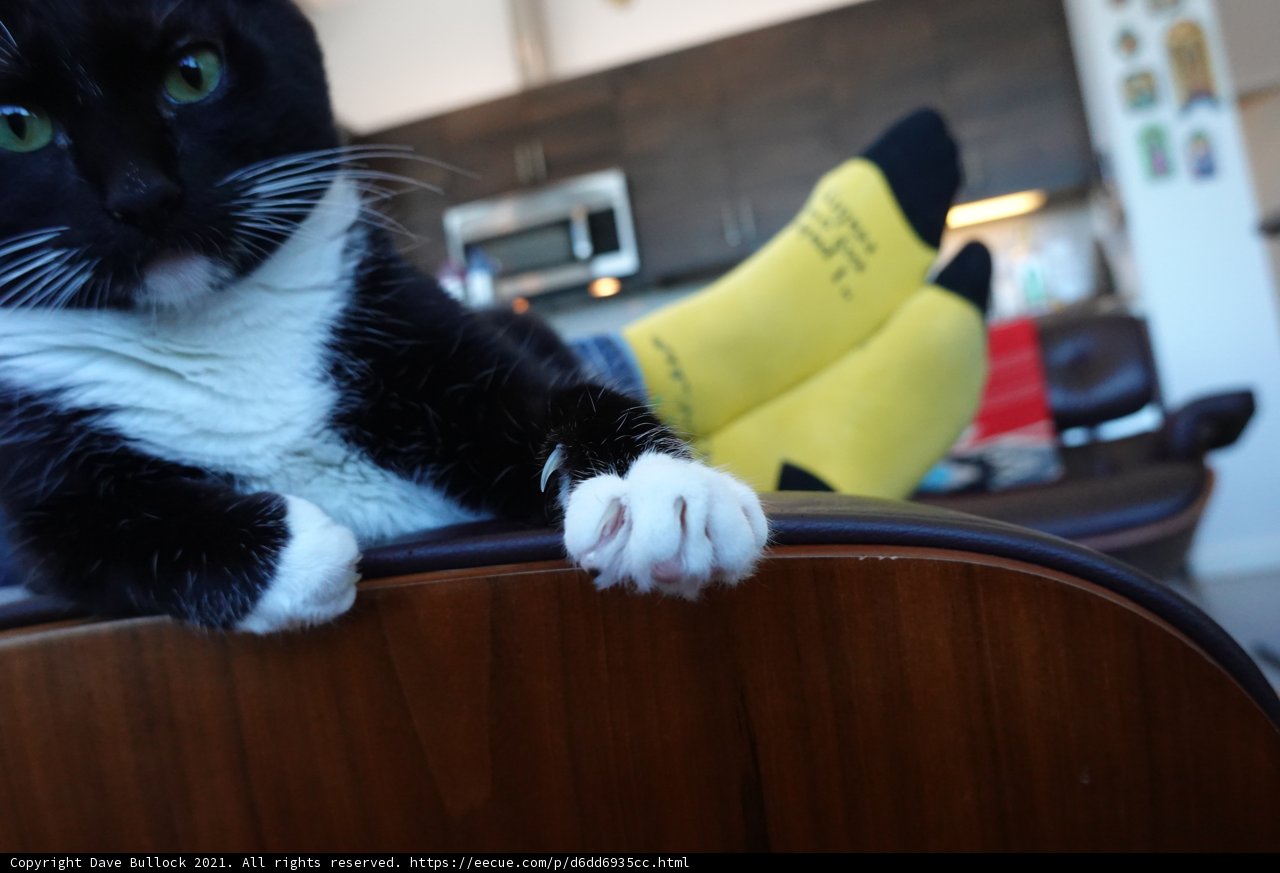 The Lazy Feline on a Wooden Chair