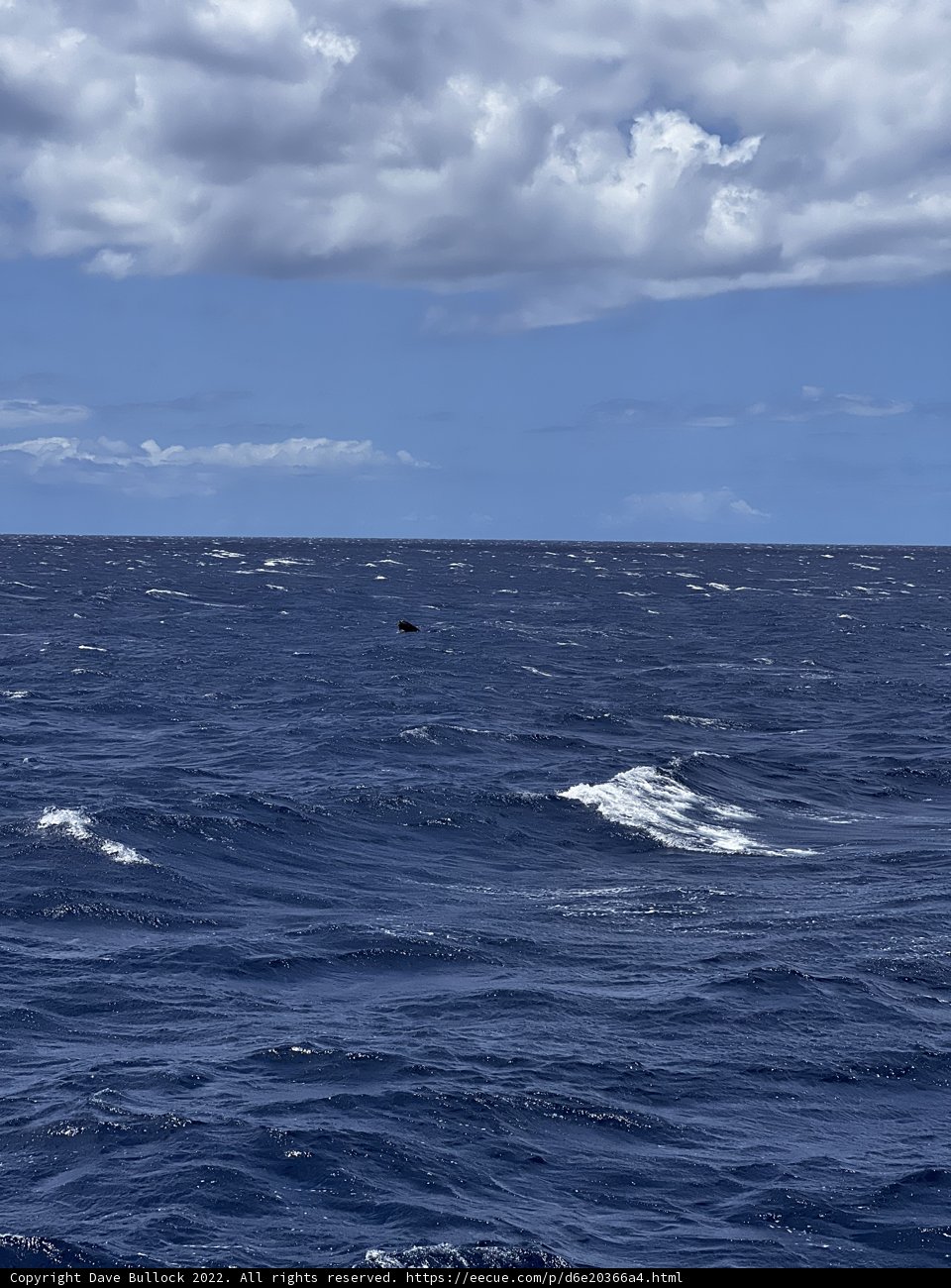 Soaring Above the Serene Sea
