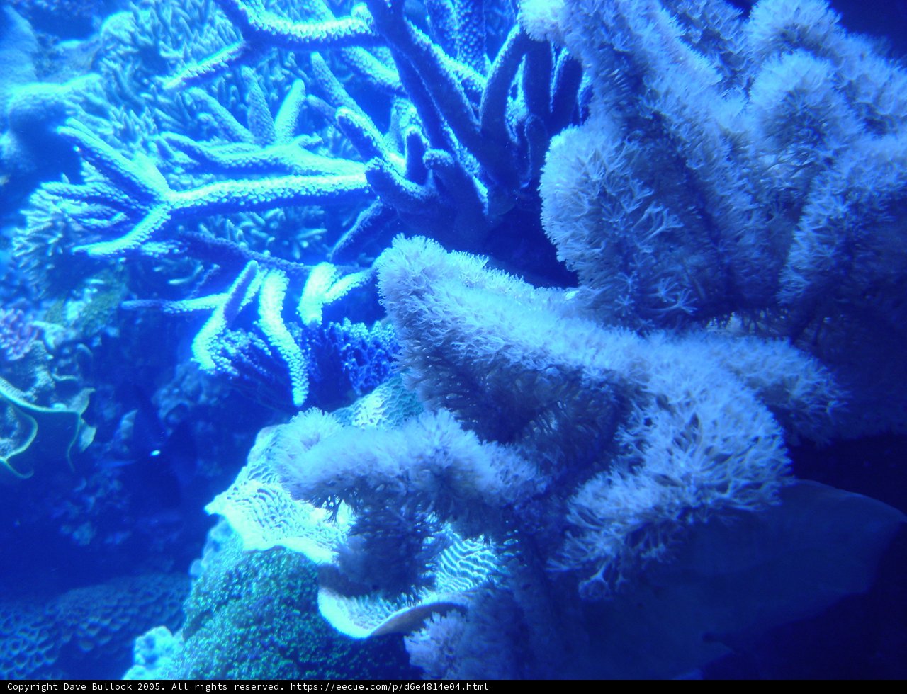 A Colorful World Underwater