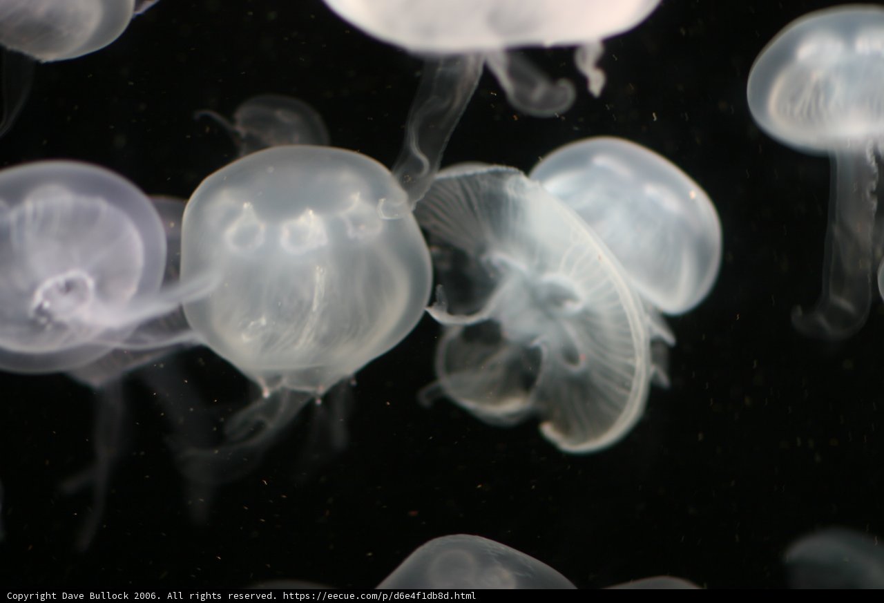 Jellyfish Ballet in the Blue