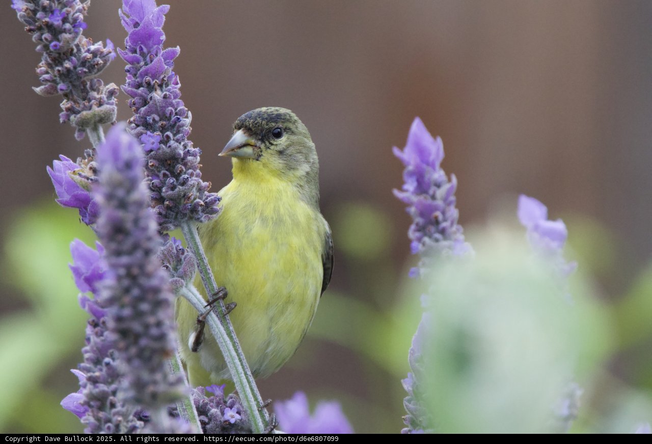 Lavender Sentinel