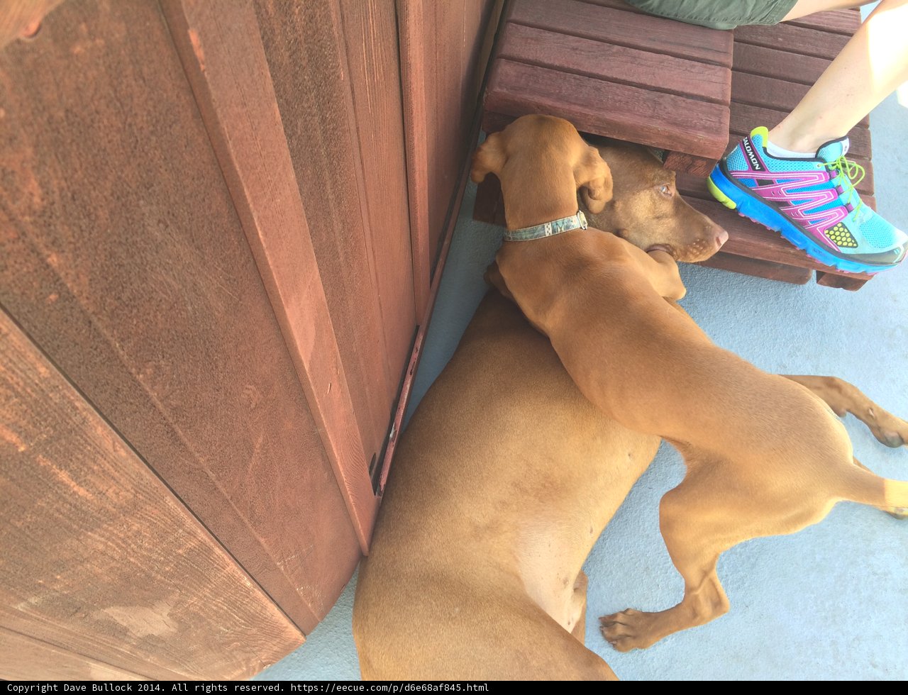 Resting with my Canine Companion