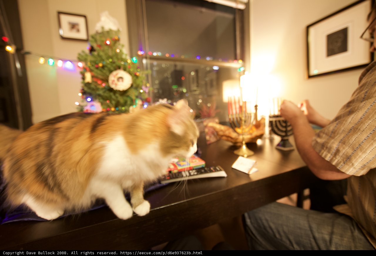 Feline Festivities