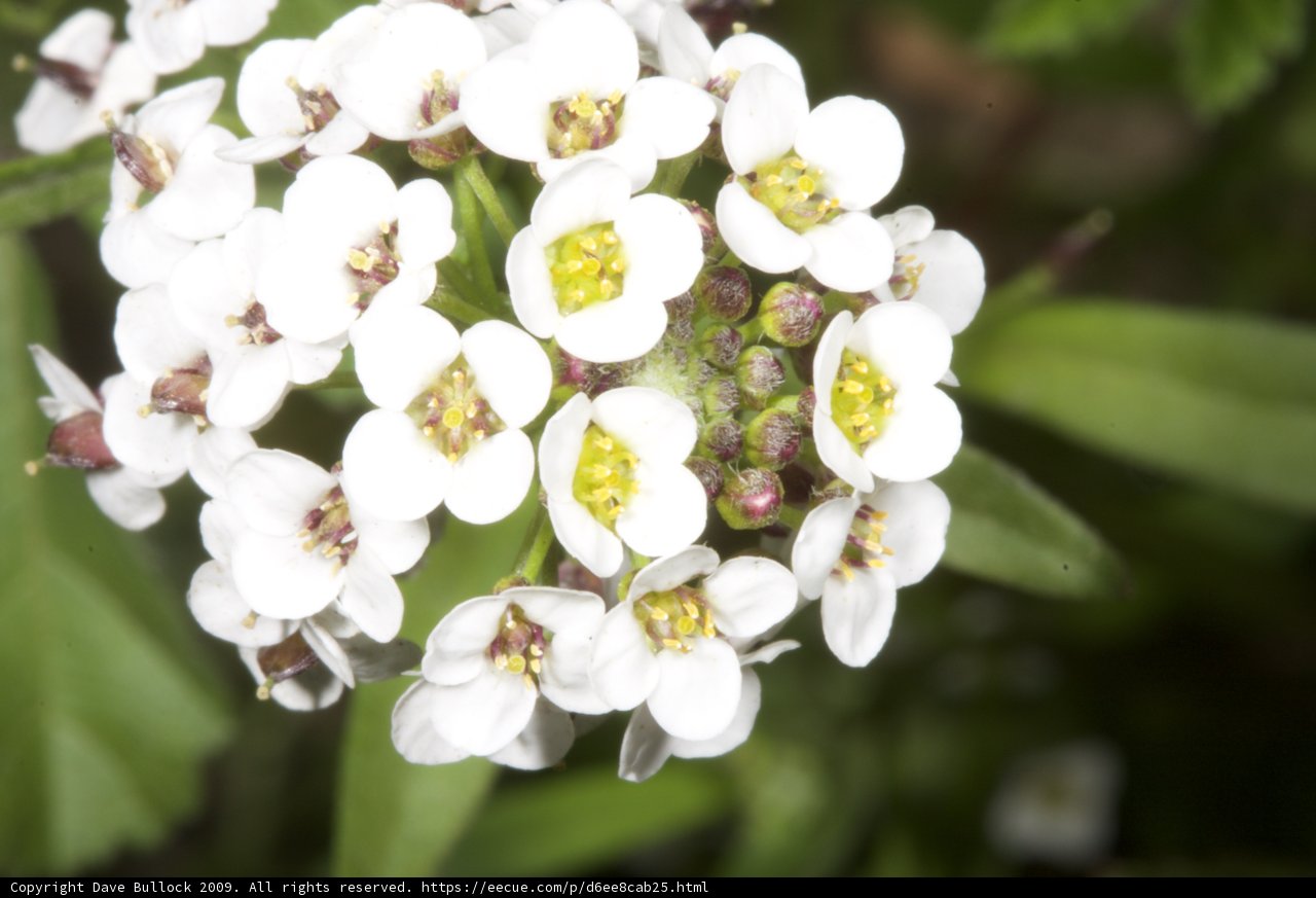 White Flower with Yellow Centers