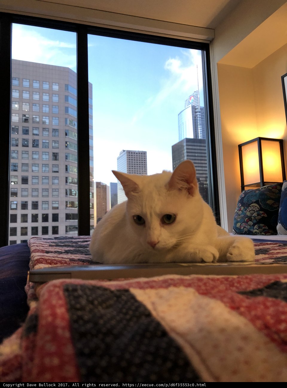 Cozy Cat in the City