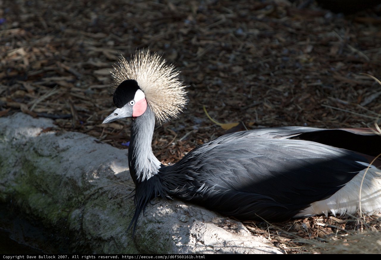 Mohawked Crane Bird