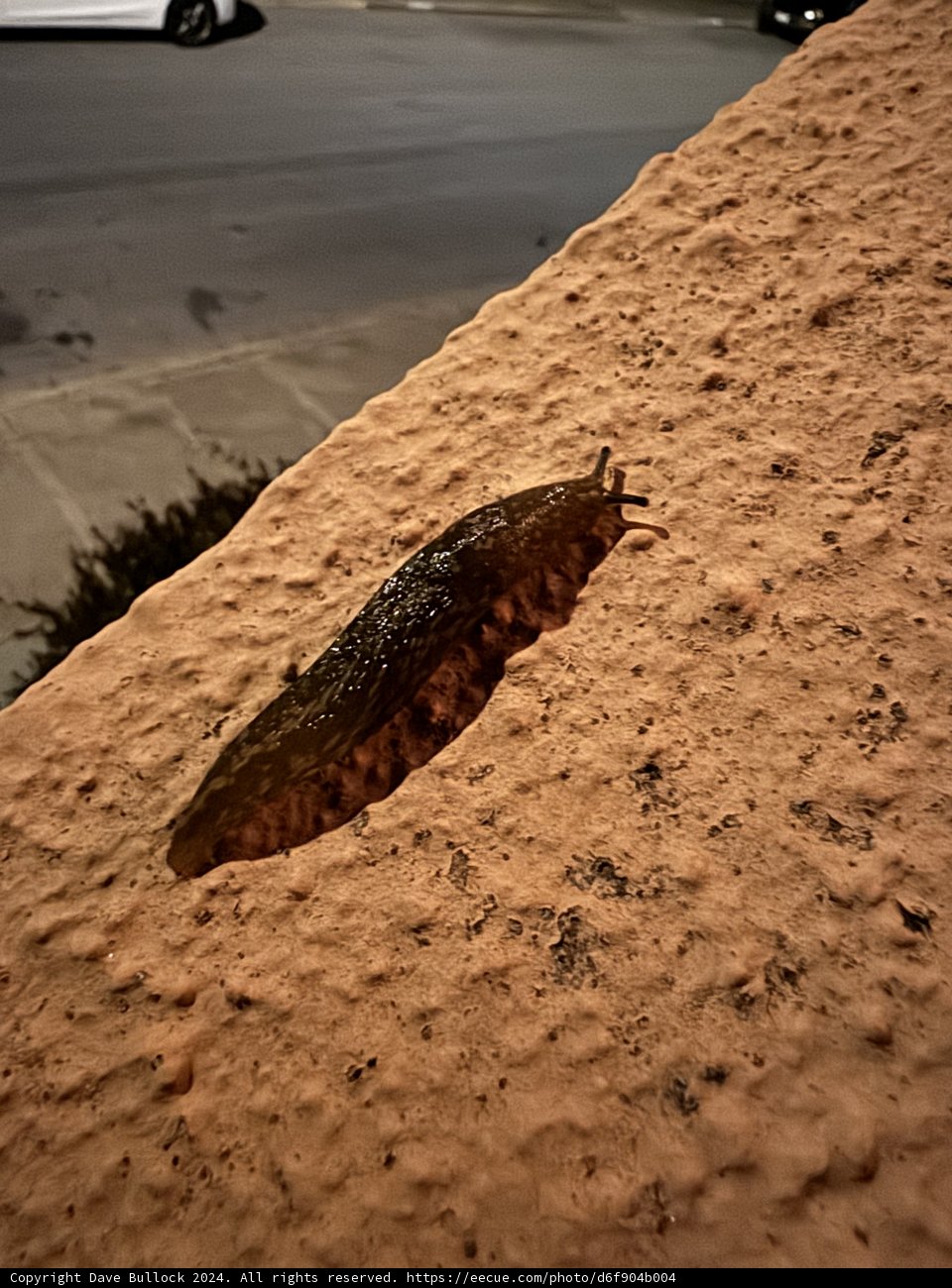 Nocturnal Journey: A Slug's Urban Adventure