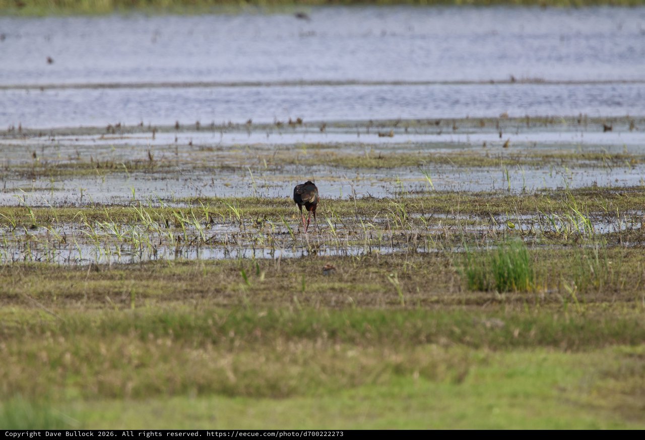 Solitary Shorebird Foraging in Wetland Marsh