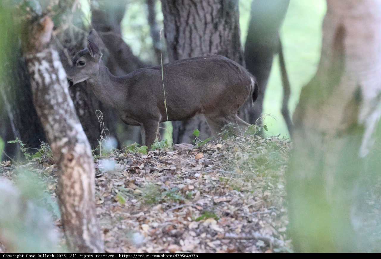 Woodland Encounter