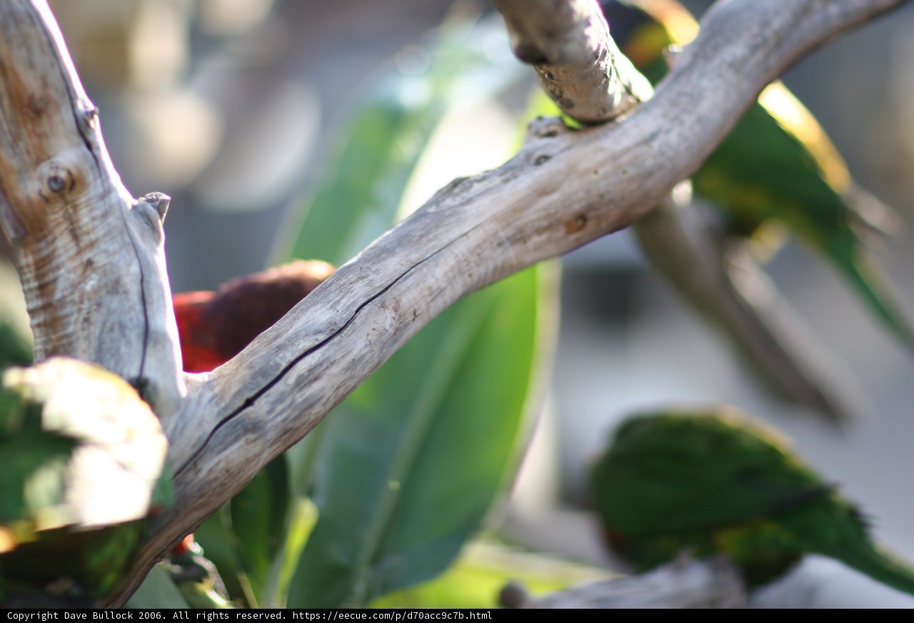 On a Branch