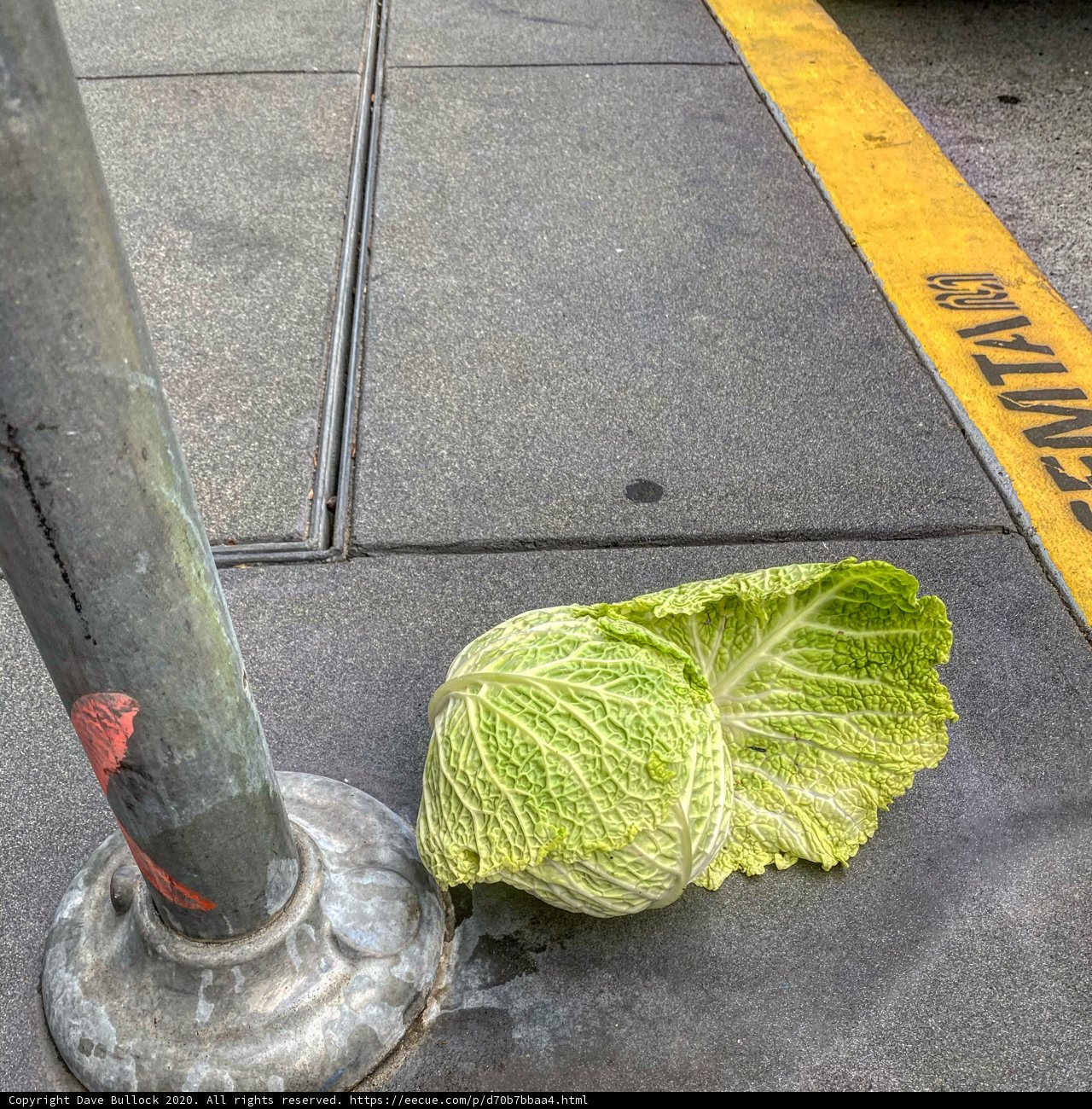 Lonely Cabbage
