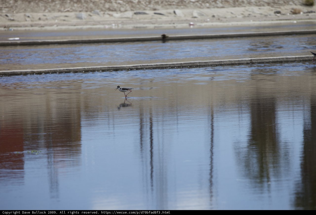 Pondside Pondering