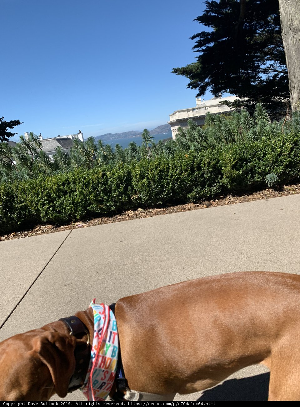 Colorful Canine in Lafayette Park