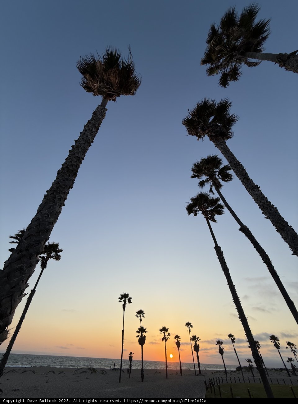 Serene Palms at Sunset