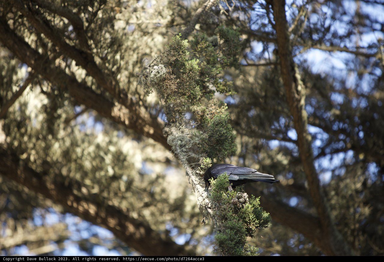 Serene Blackbird at SF Zoo