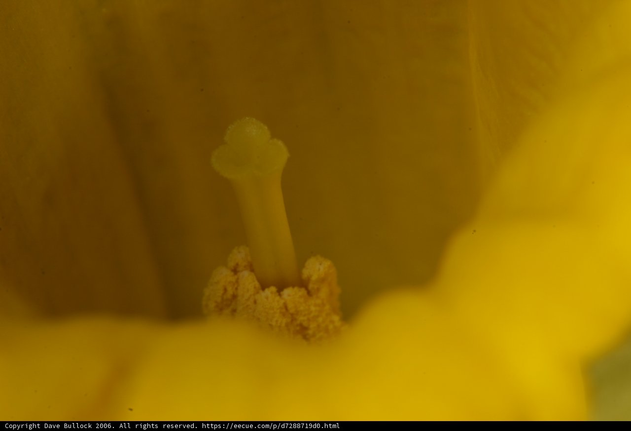 Macro Shot of a Yellow Flower's Pollen