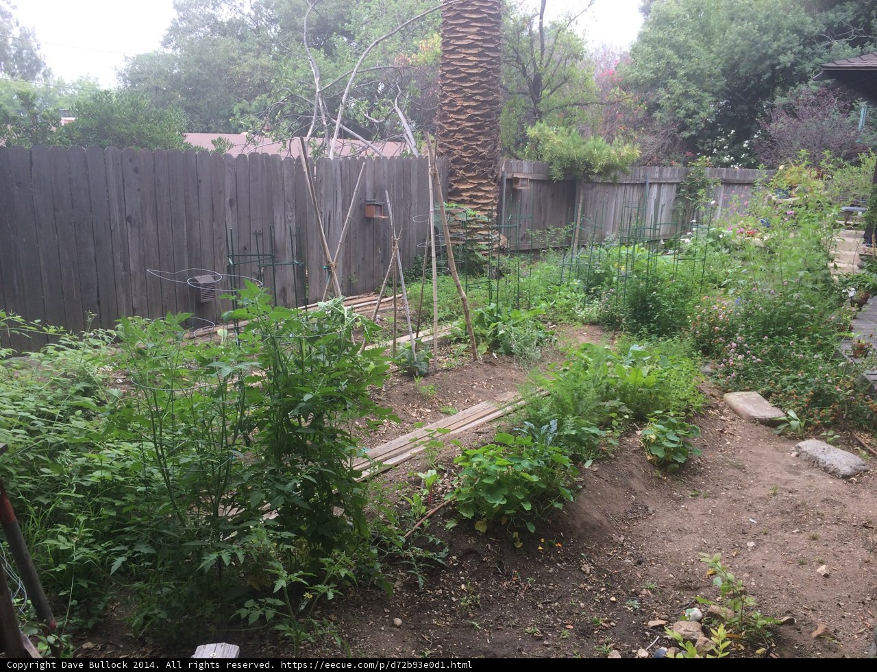 Peaceful Backyard Garden