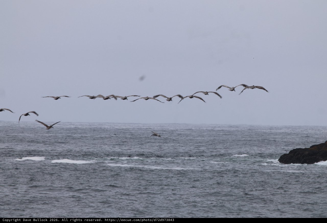Pelican Squadron Glides Over Gray Pacific Swells