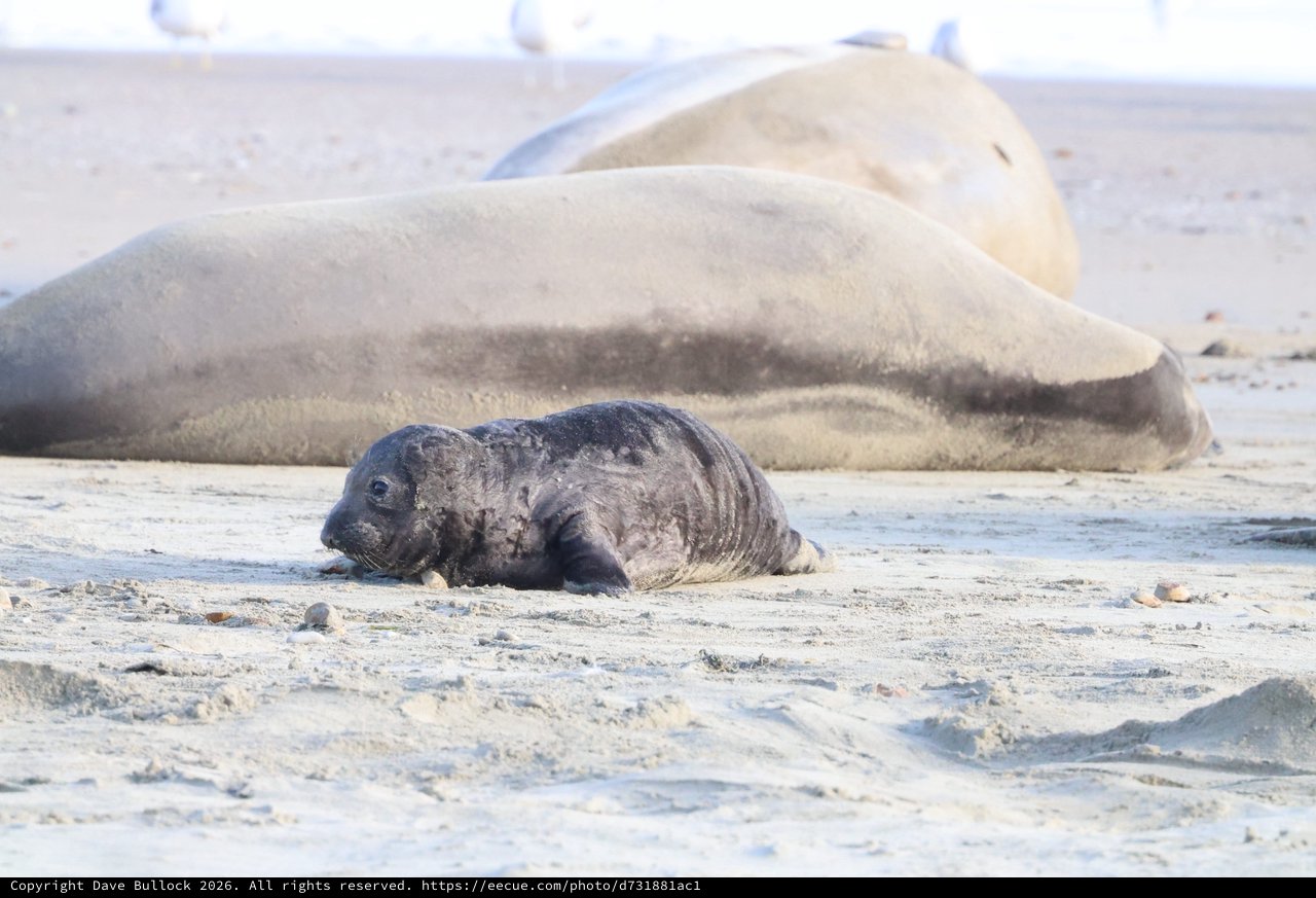 Elephant Seal Pup Resting Beside Mother at Drakes Beach