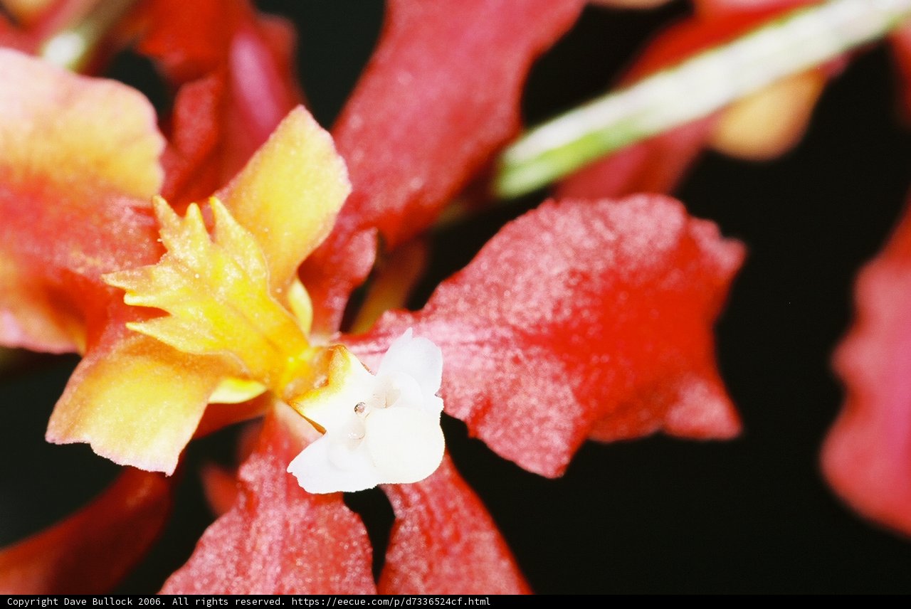 Blooming Beauty