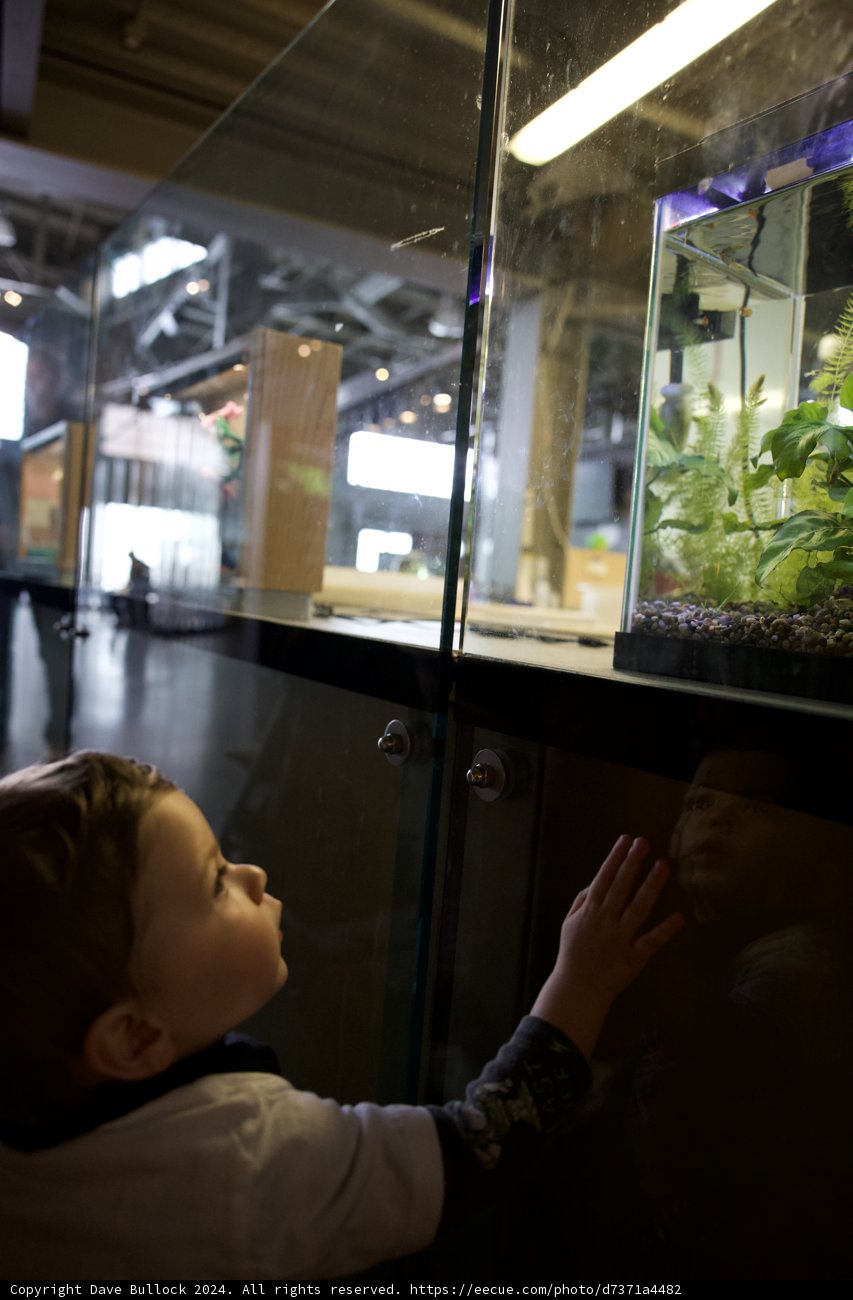 Discovery Beneath the Waves: Wesley's Aquarium Adventure