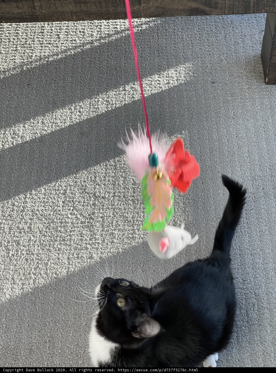 Furry Friend's Favorite Toy