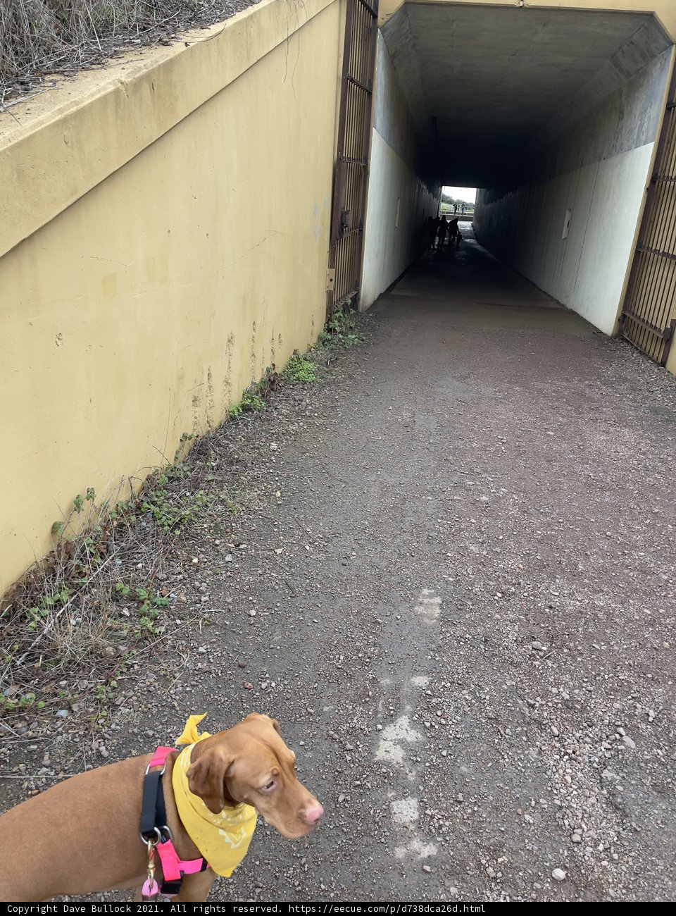 Tunnel Adventure with My Canine Companion