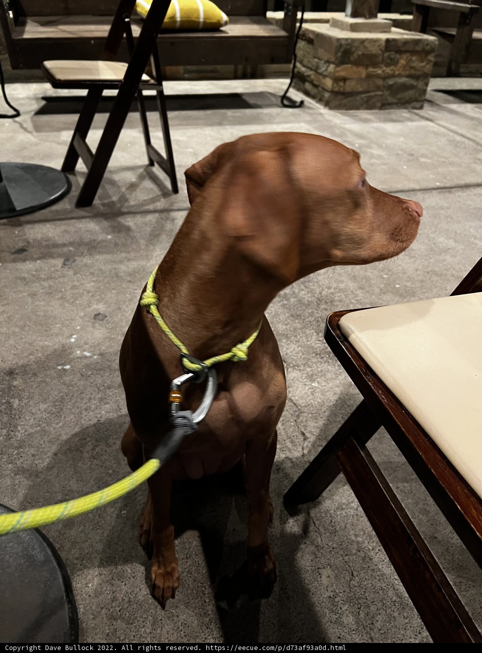 The Posh Pup