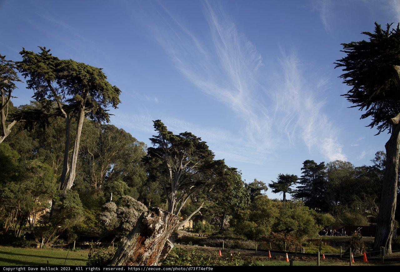 Giant Sentinel: Majestic Tree at SF Zoo