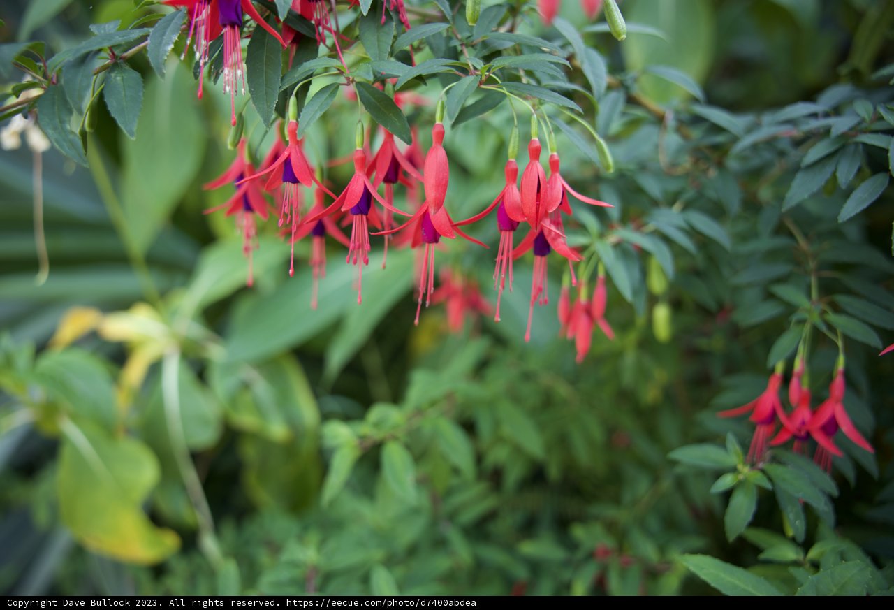 Fuchsia Bloom at San Francisco Botanical Garden