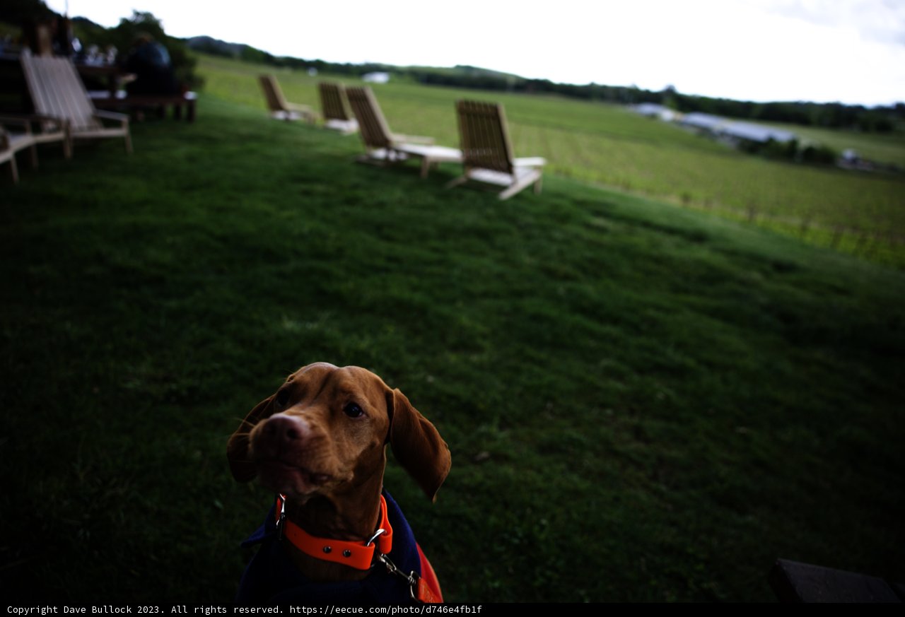 Stylish Pup in Sonoma
