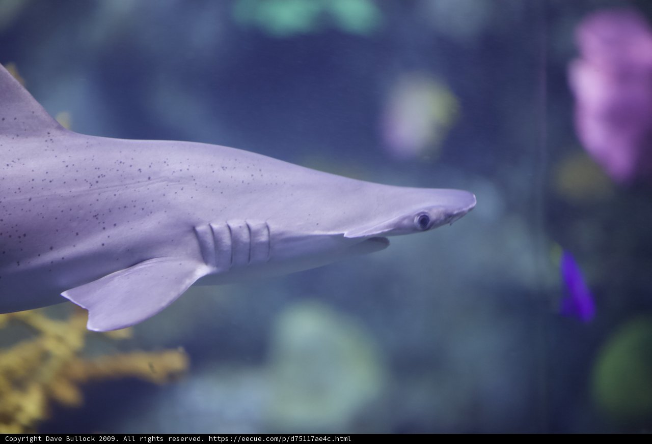 The Majestic Gray Shark in Captivity